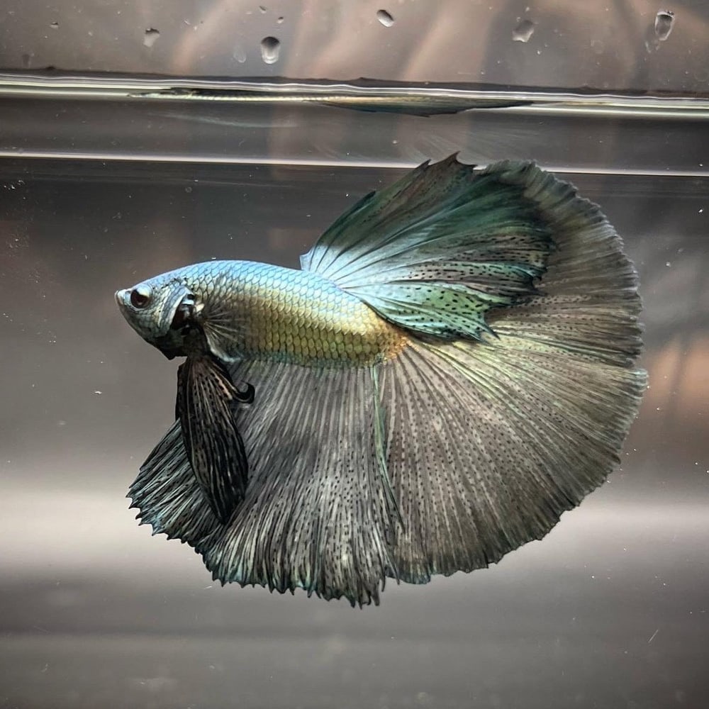 Giant Betta (Big Size)