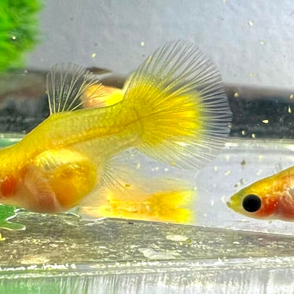 Gold Short Glass Belly