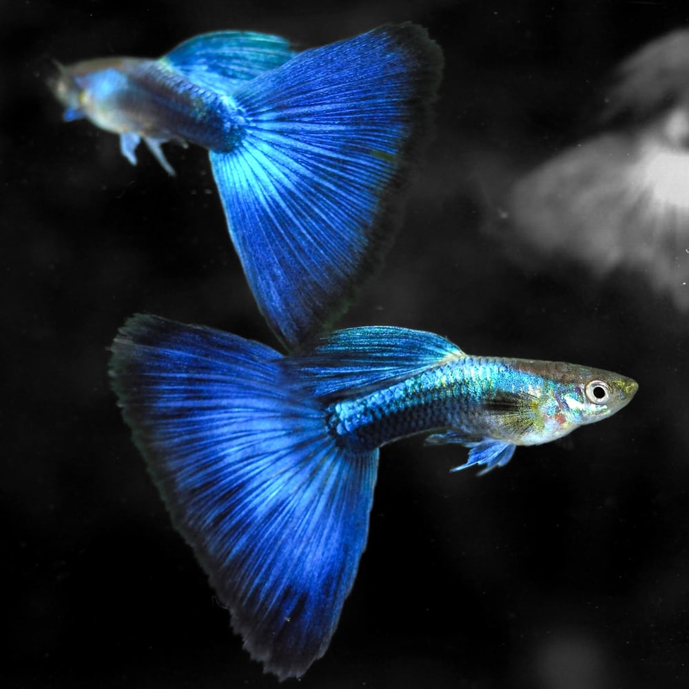 Half Black Blue Big Tail