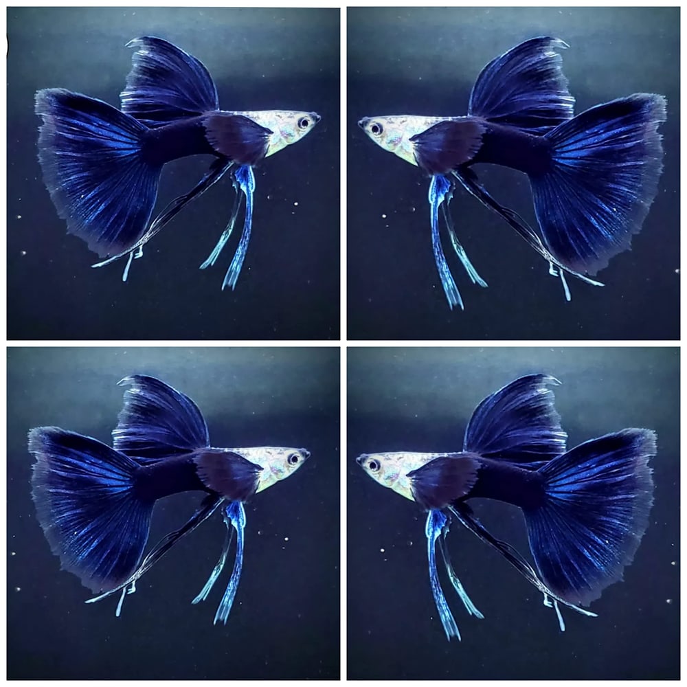 Half Black Blue Ribbon