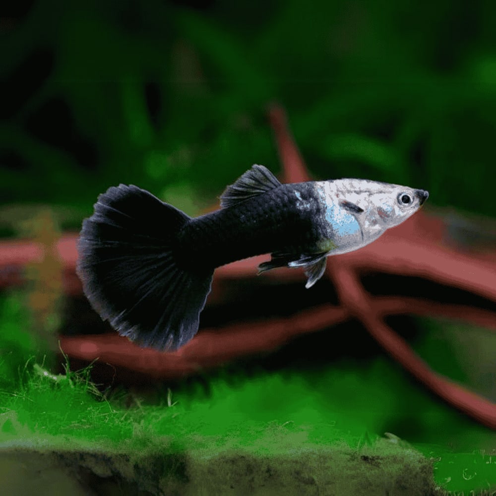 Half Black Pastel