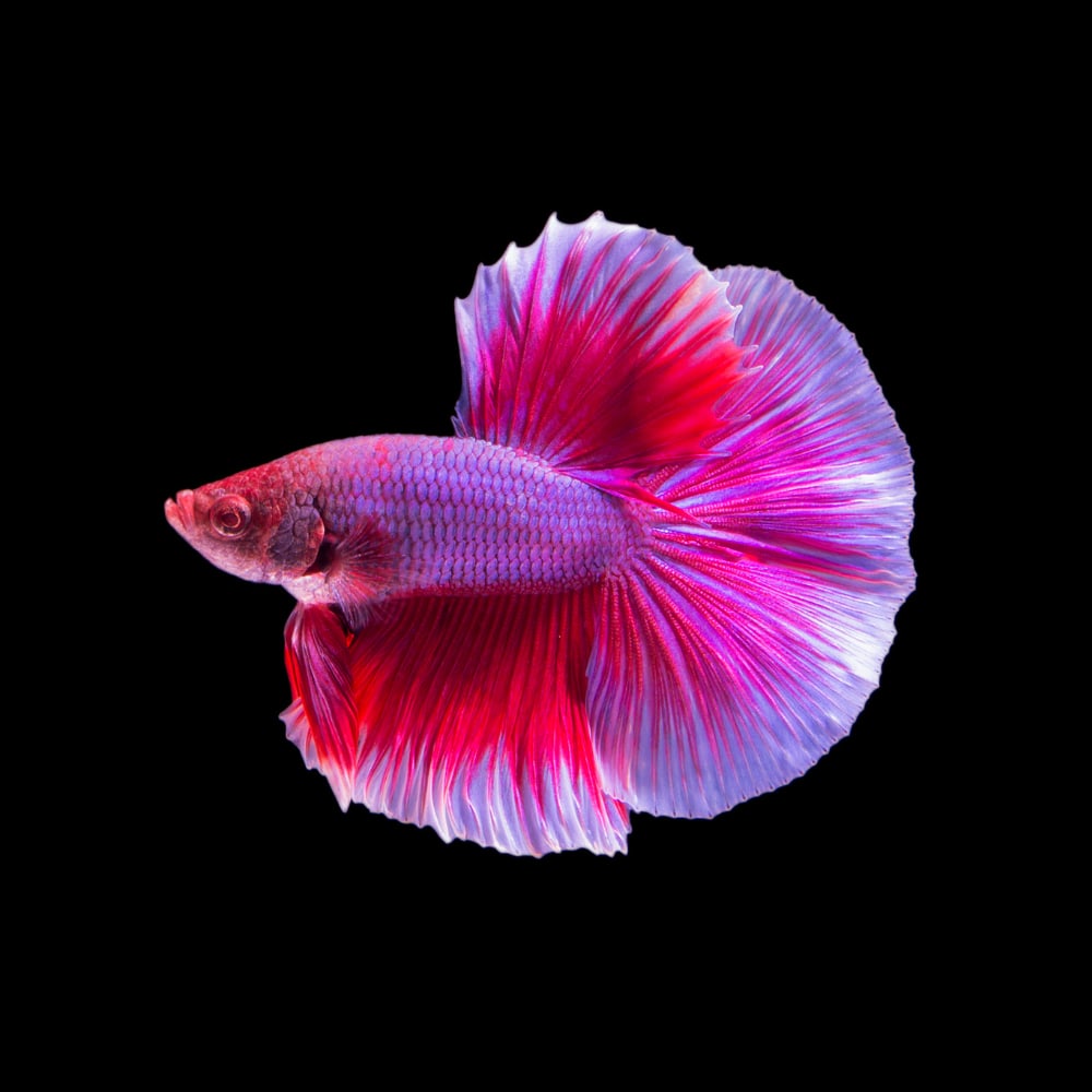 Halfmoon Betta