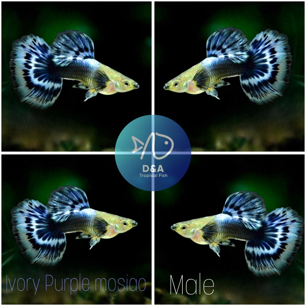 Ivory BDS HM