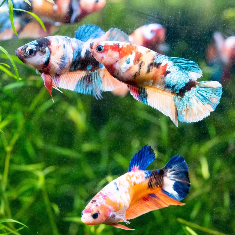 Koi Nemo Betta