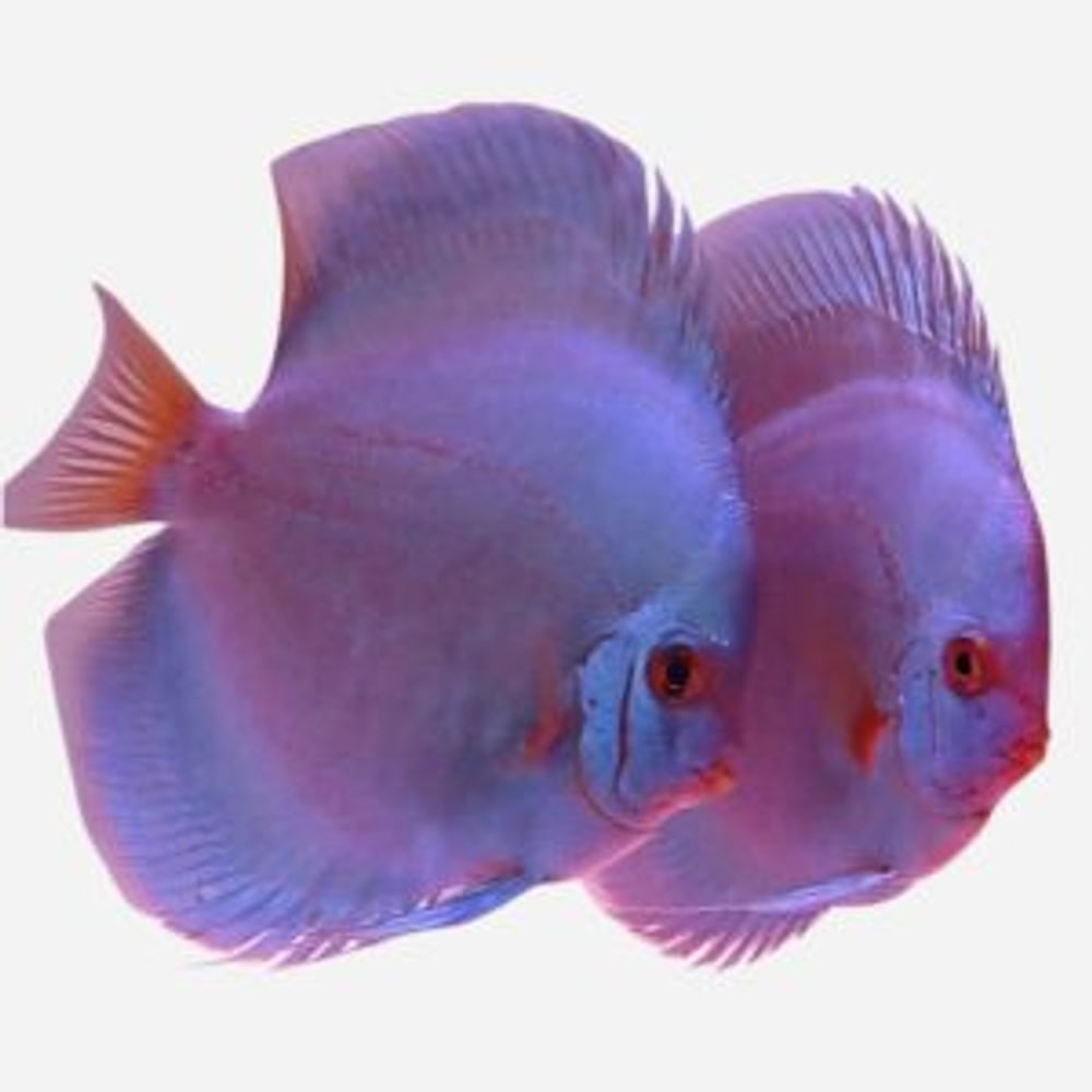 Large Discus 10-12 cm (Sold as Male & Female Pair)