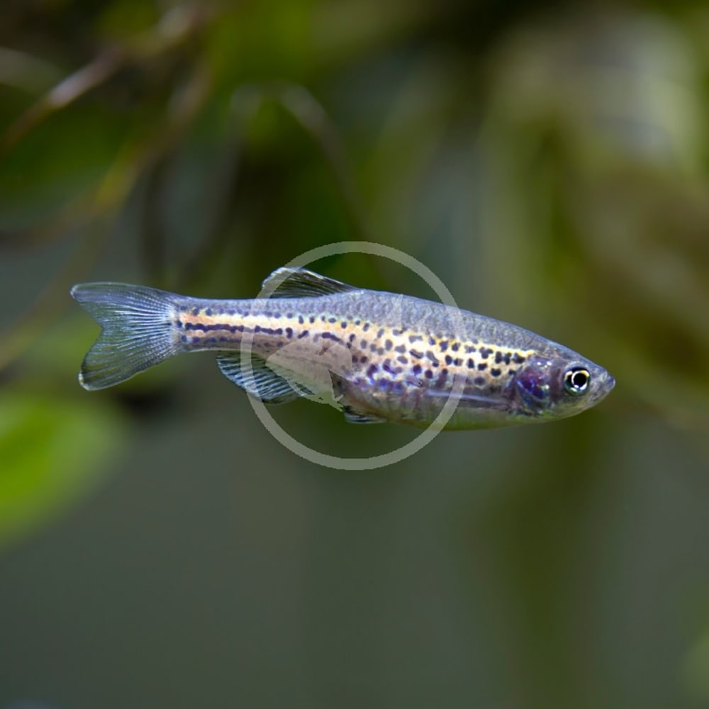 Leopard Danio (Red, Yellow, Blue, Purple)