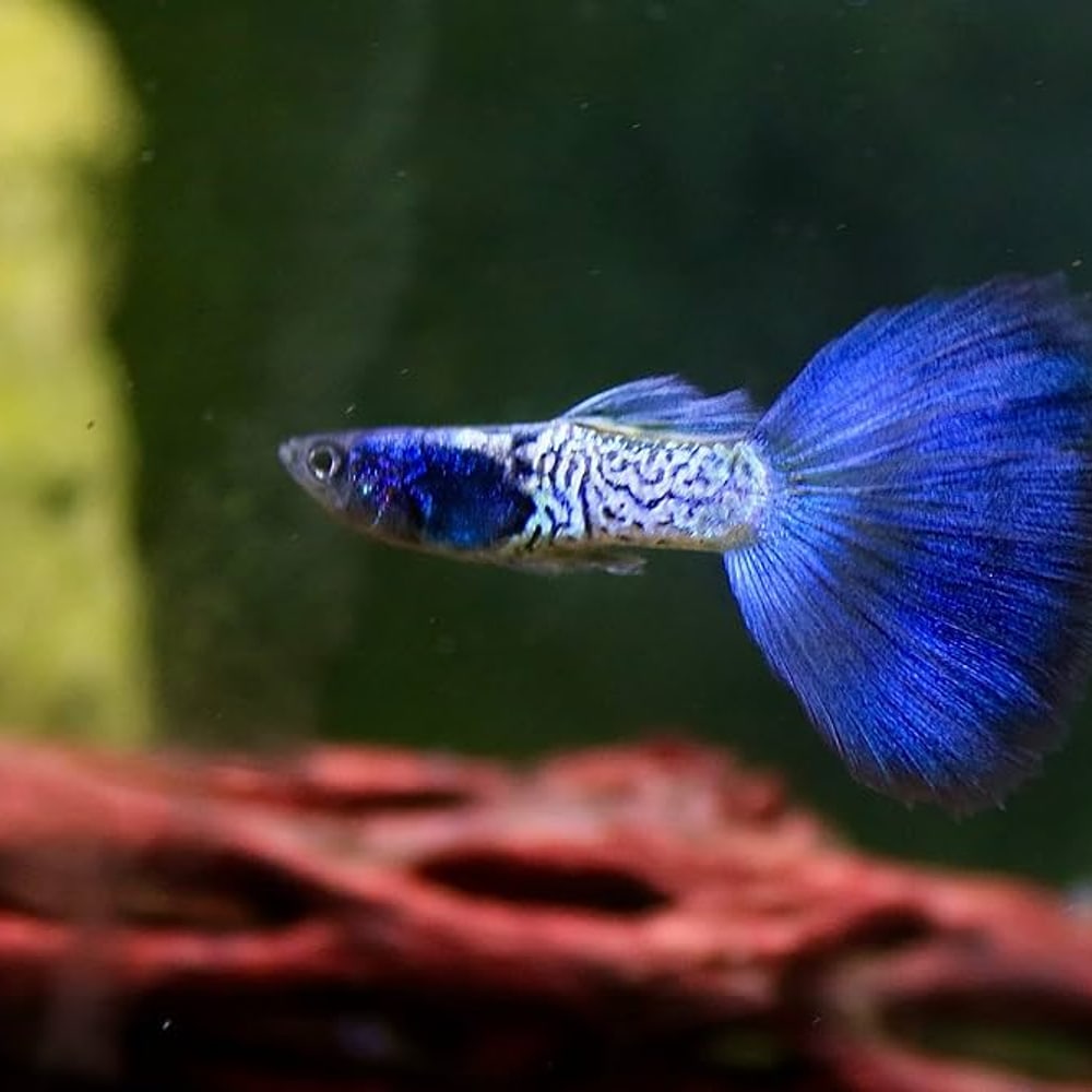 Metal Blue