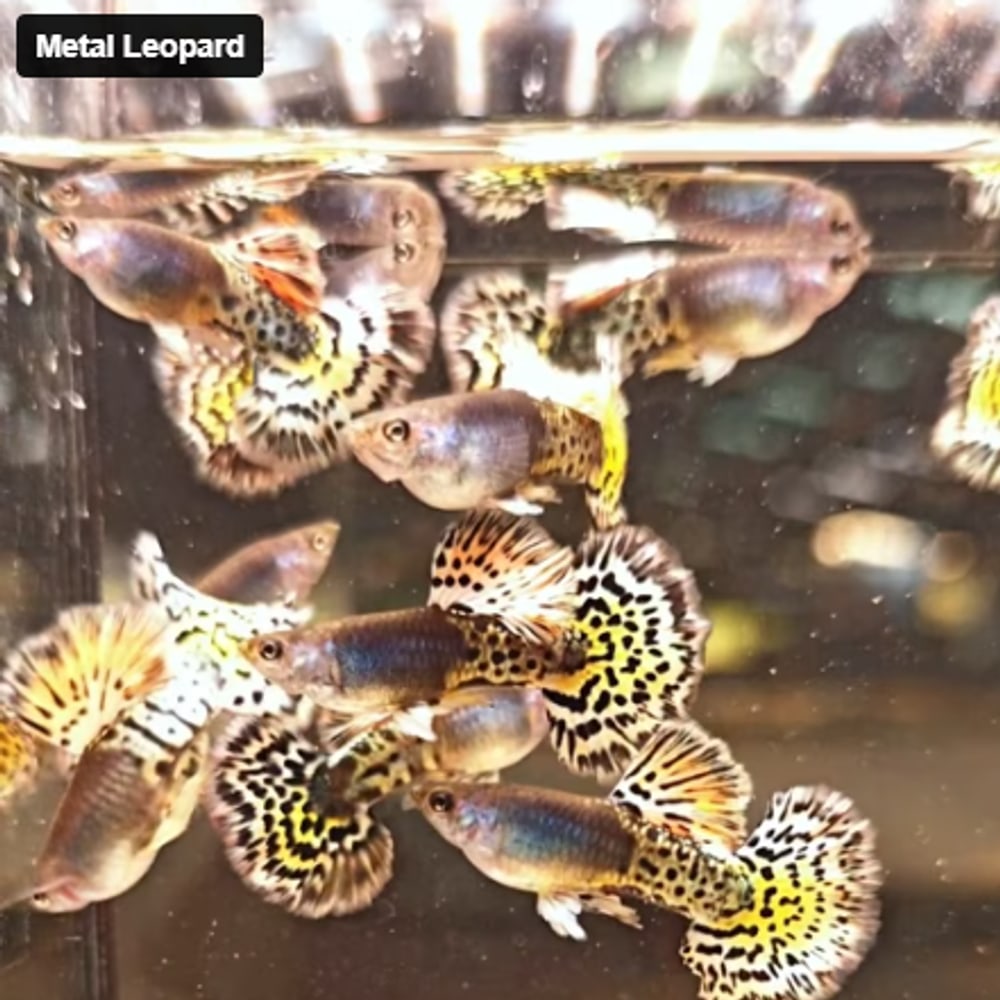 Metal Leopard HM