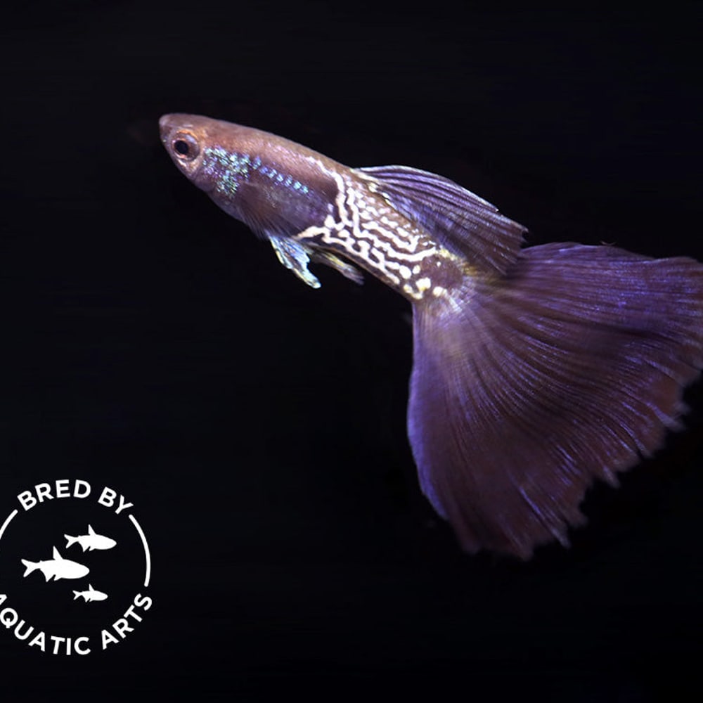 Metal Purple Tail