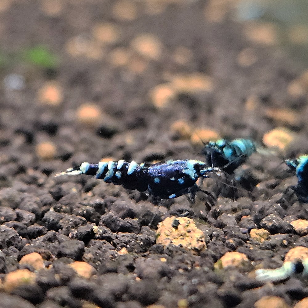 Metallic Purple Black (Common)
