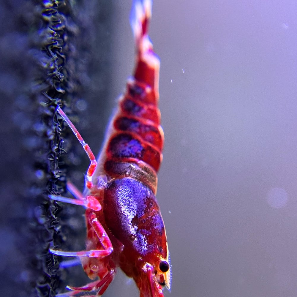 Metallic Purple Red (Common)