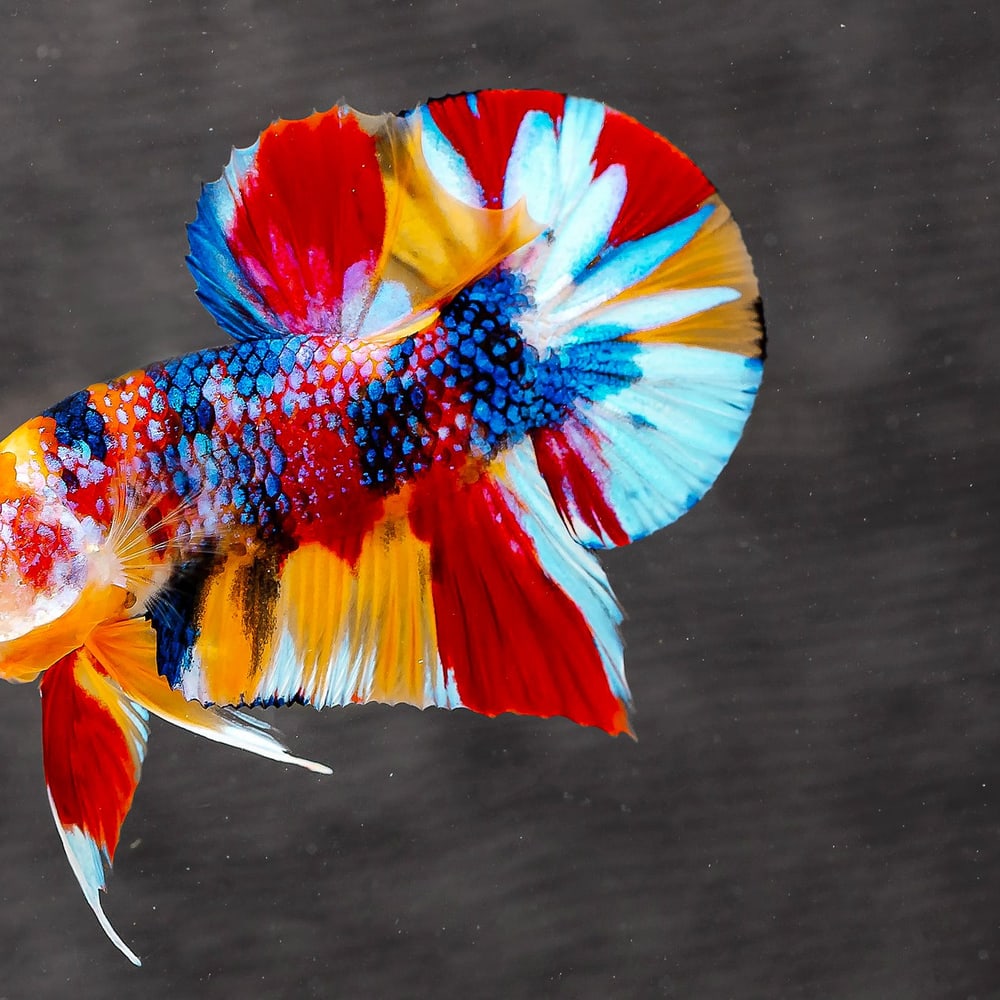 Multi-Color Betta (Normal Quality)