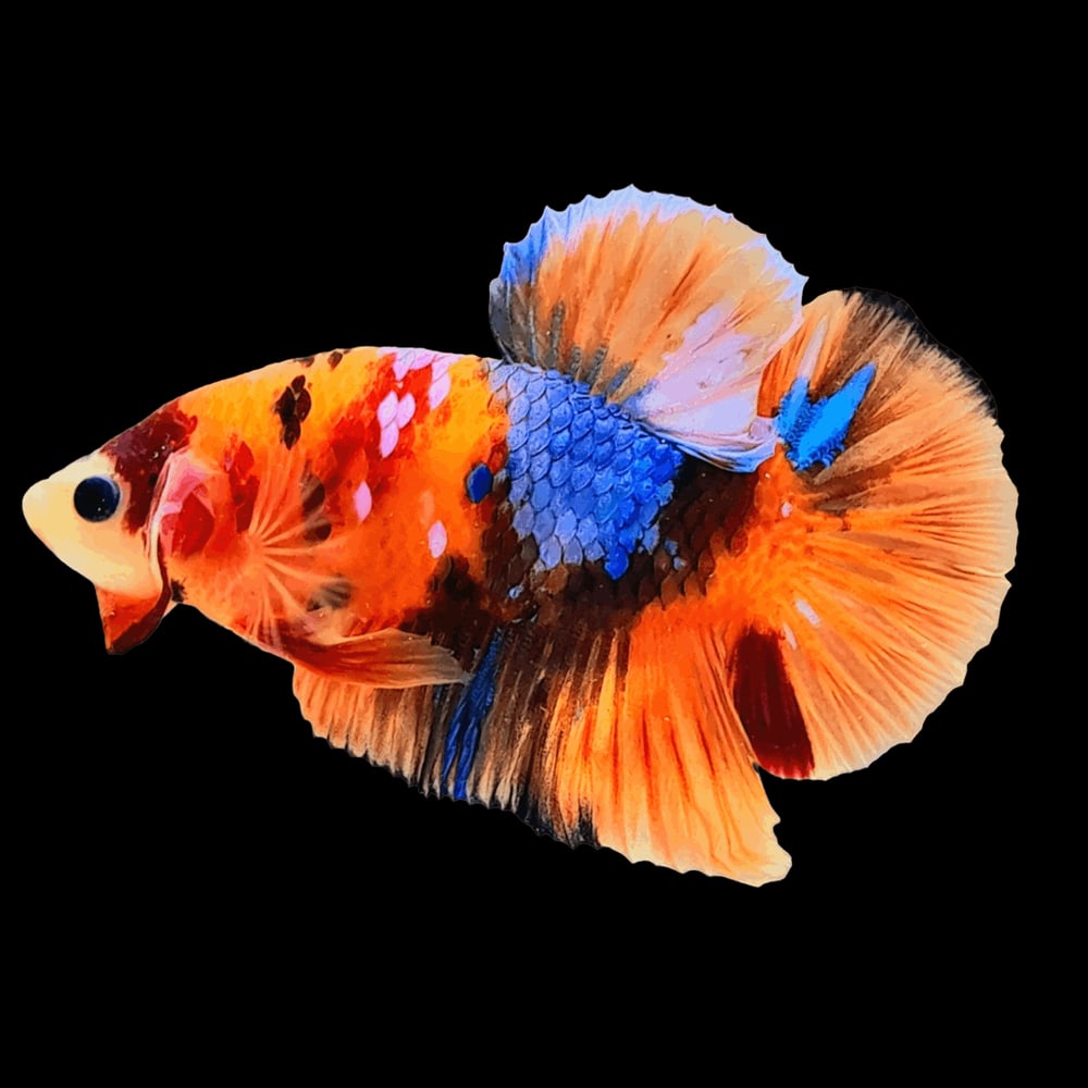 Nemo Galaxy Betta