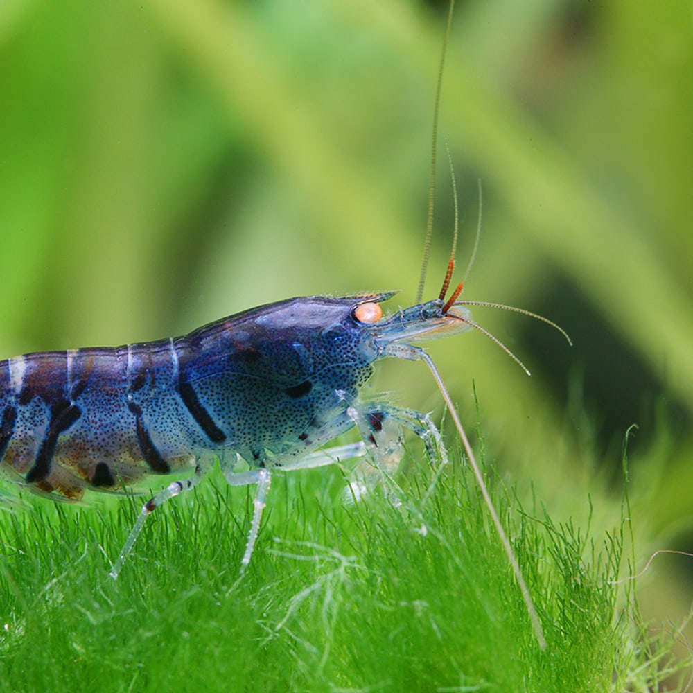 Orange Eye Blue Tiger (Common)