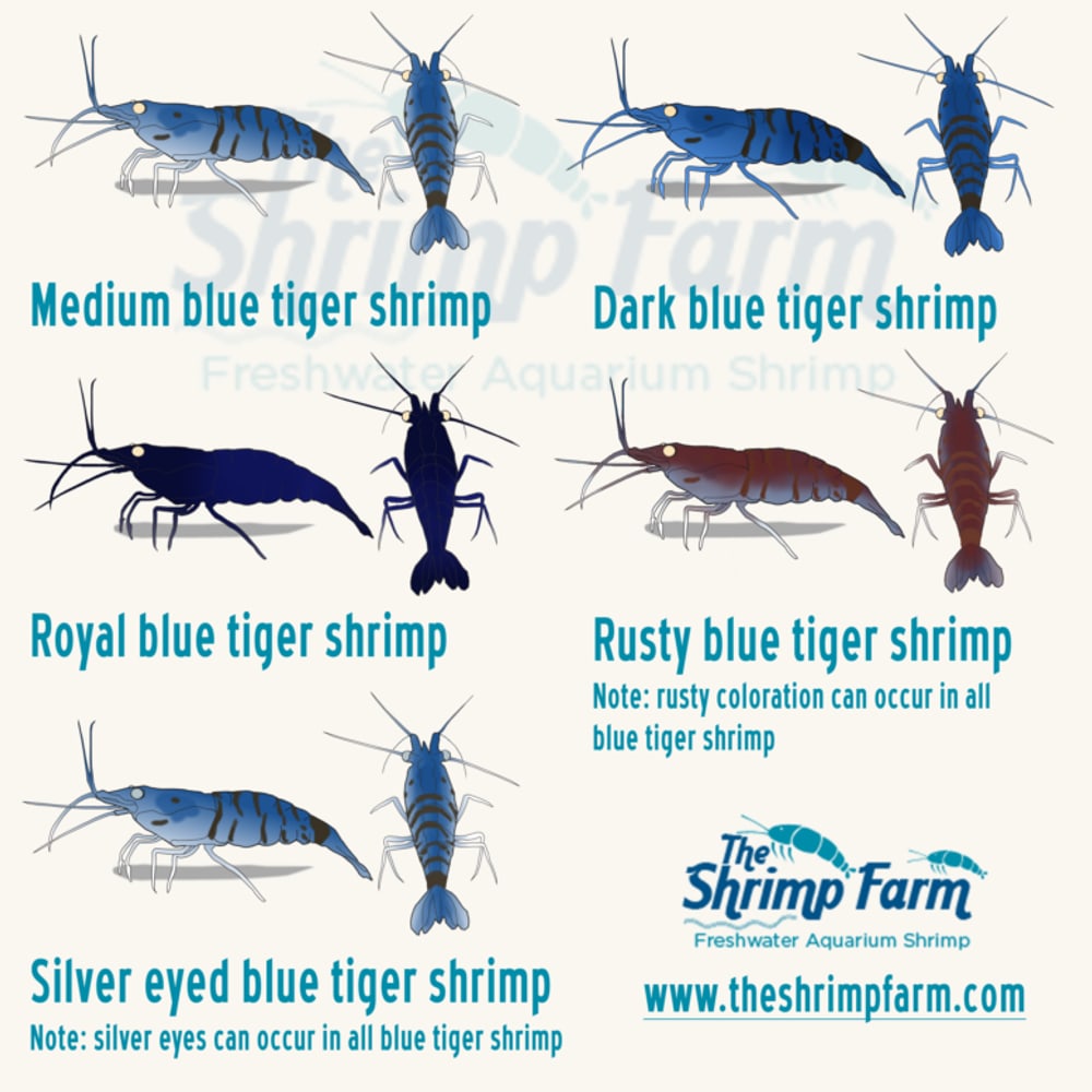Orange Eye Blue Tiger (High Grade)