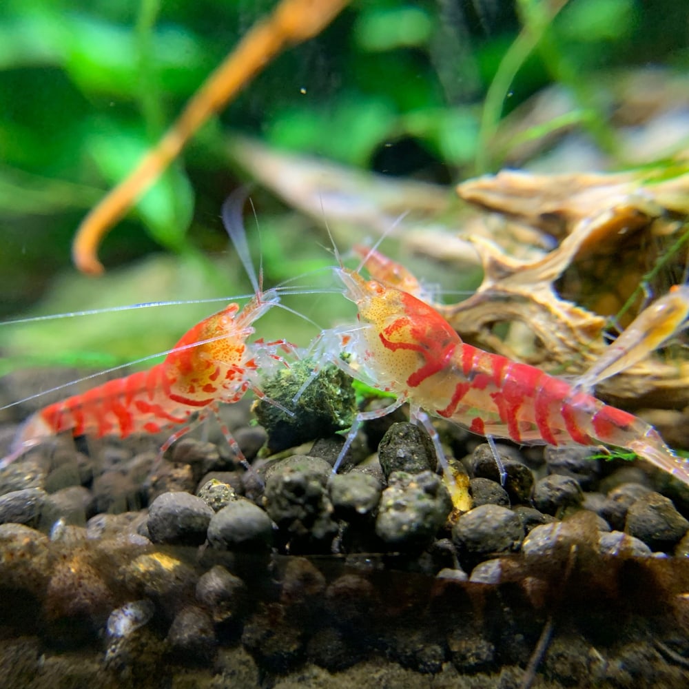 Orange Eye Red Tiger