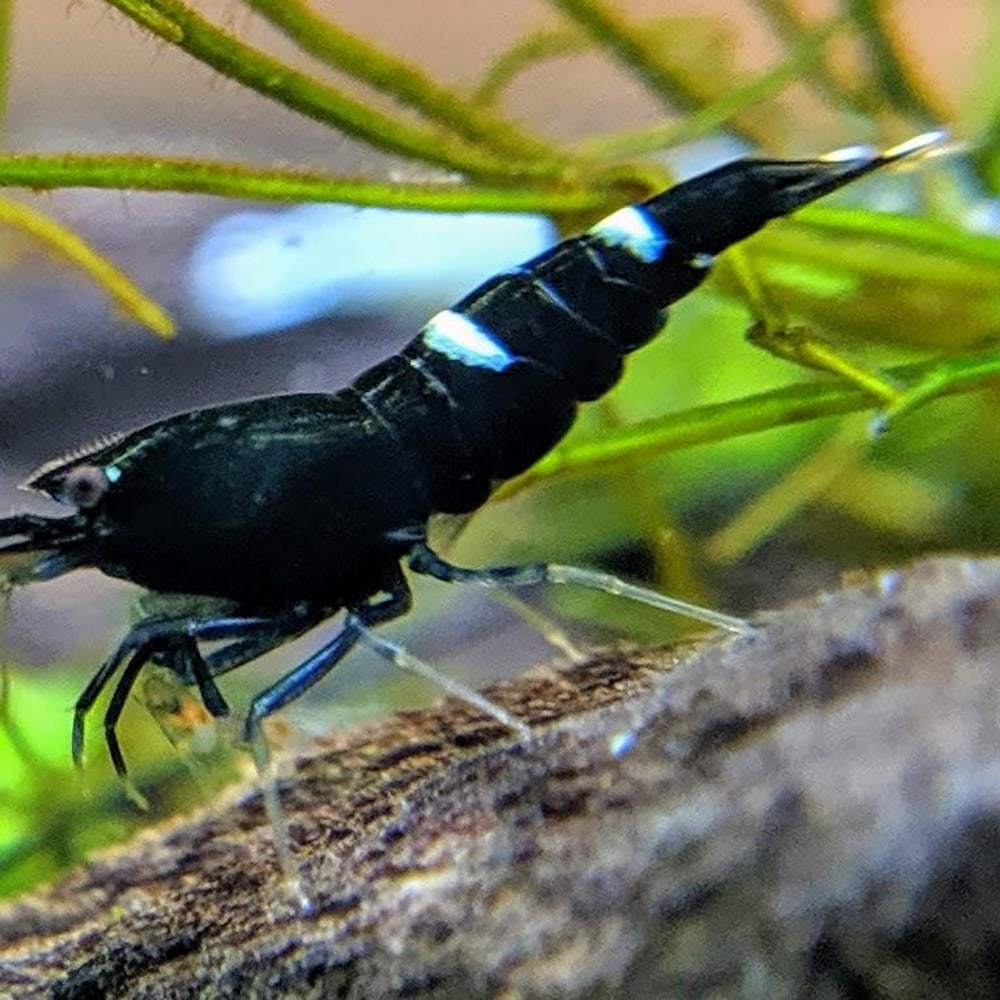 Panda / Black King Kong