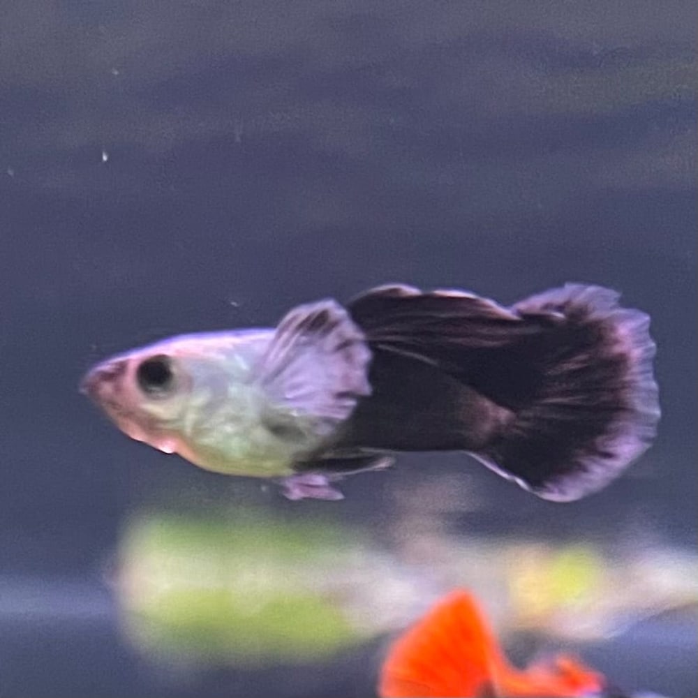Panda Swallow