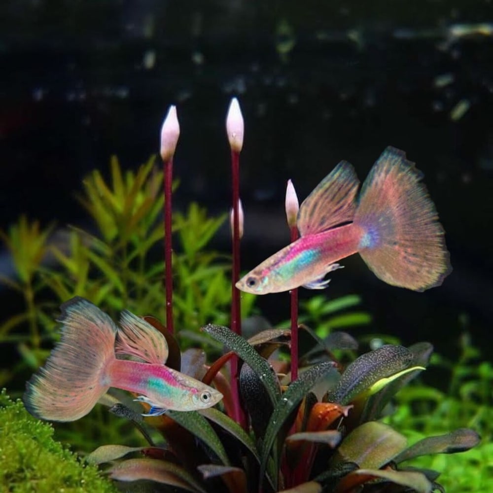 Pink Grass