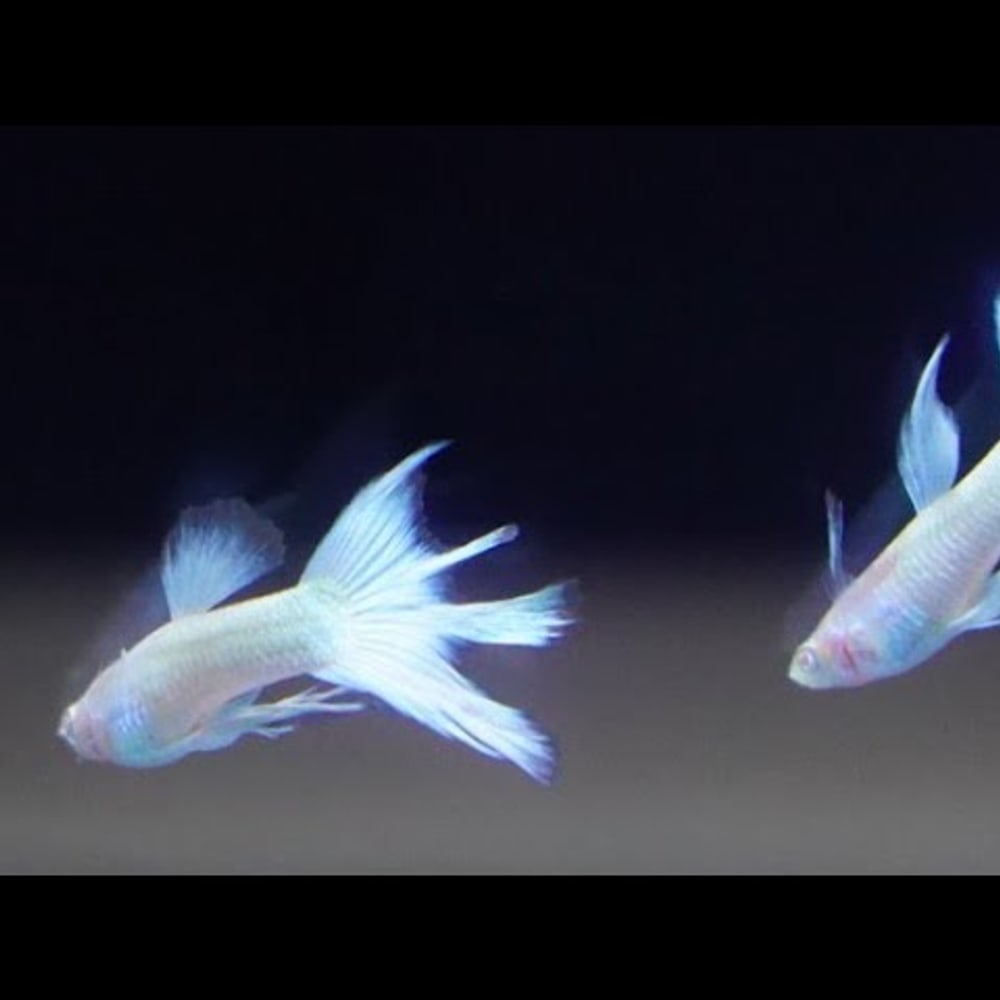Platinum Swallow