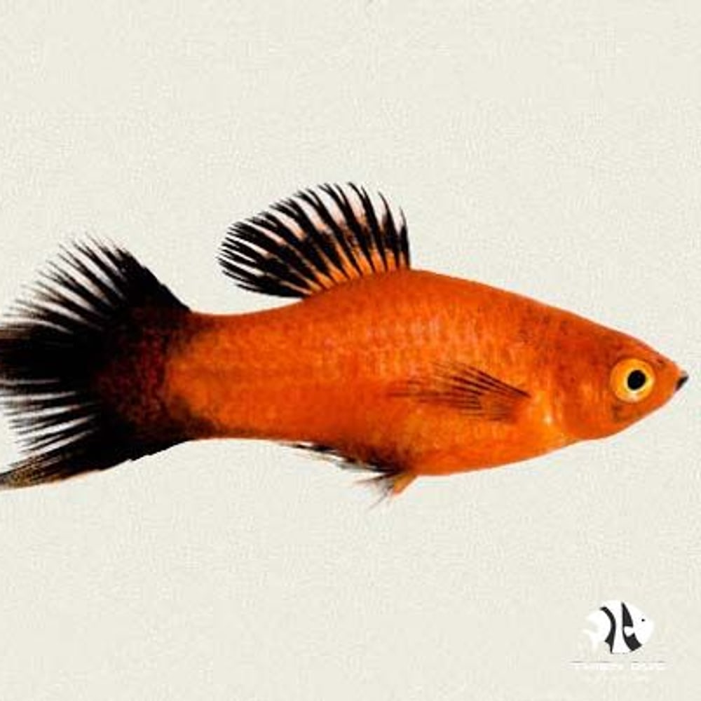 Platy Pintail Red Wagtail
