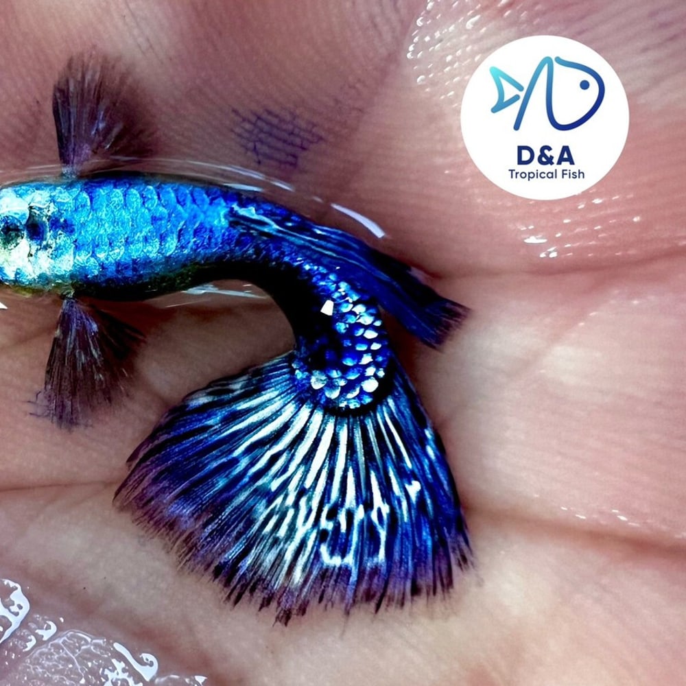 Purple Dragon BDS HM