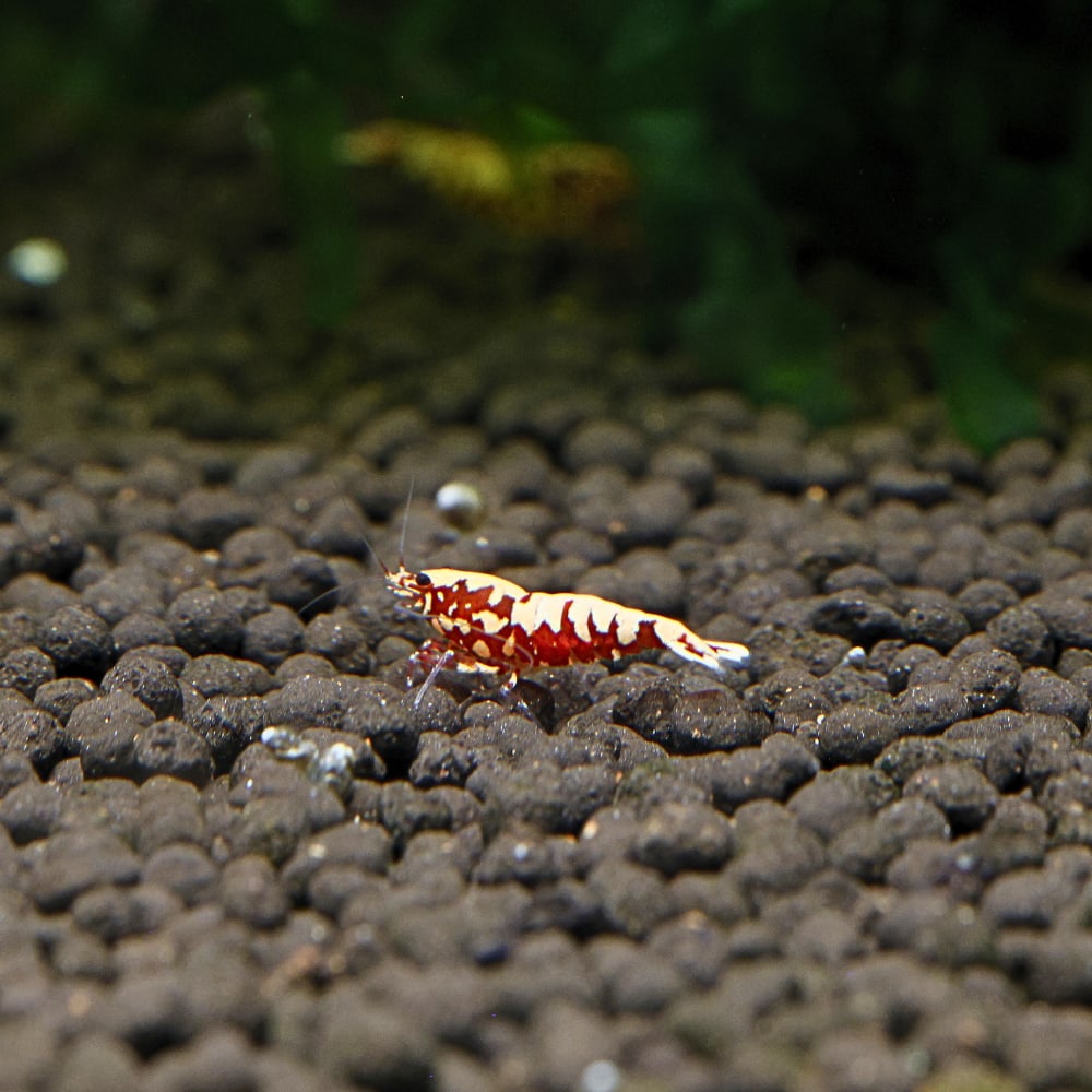 Red Boa (Common)
