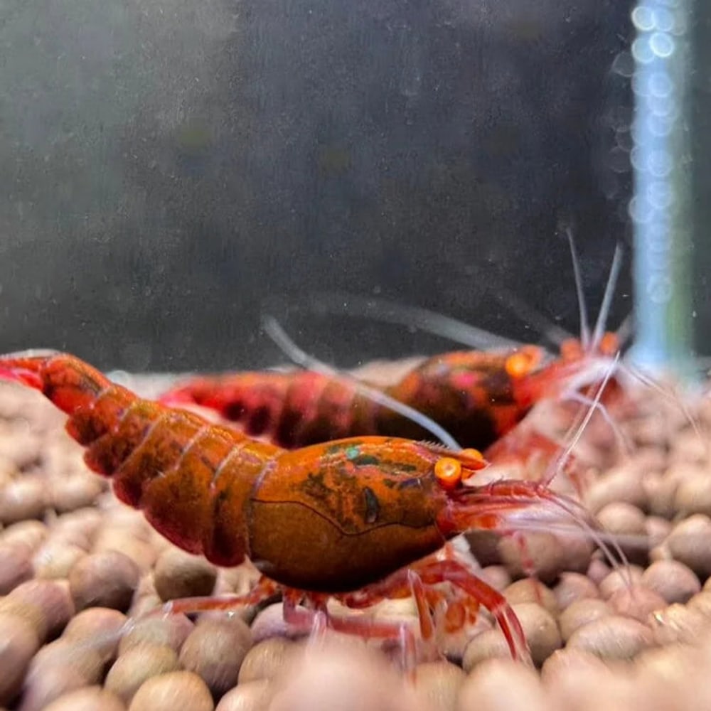 Red Devil (Orange Eye)