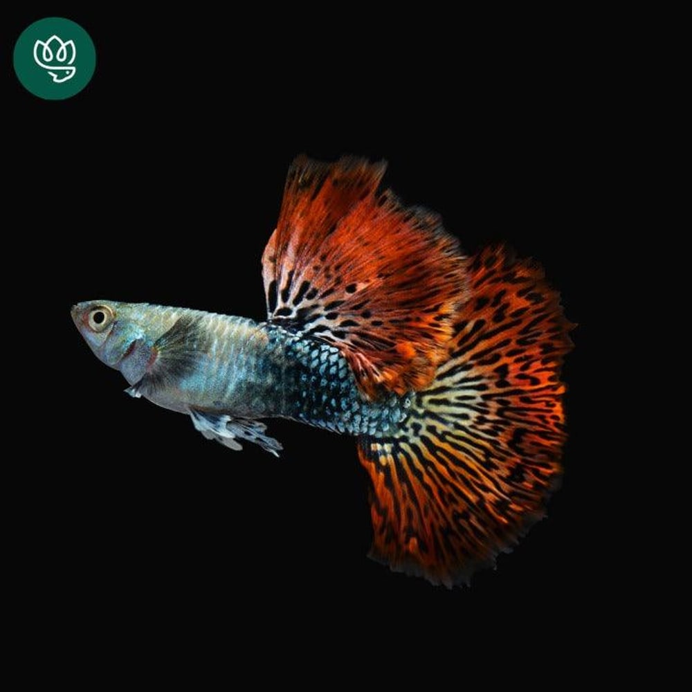 Red Dragon BDS HM – High Quality