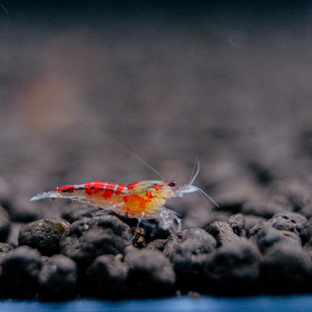 Red Dragon Shrimp