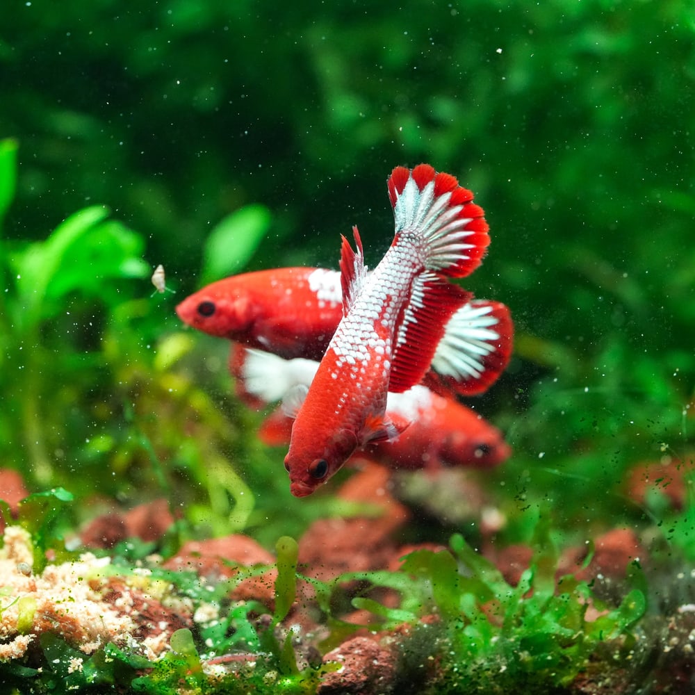 Red Fancy Betta