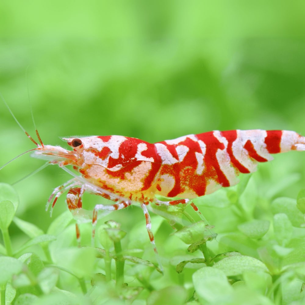 Red Fancy Tiger (Common)