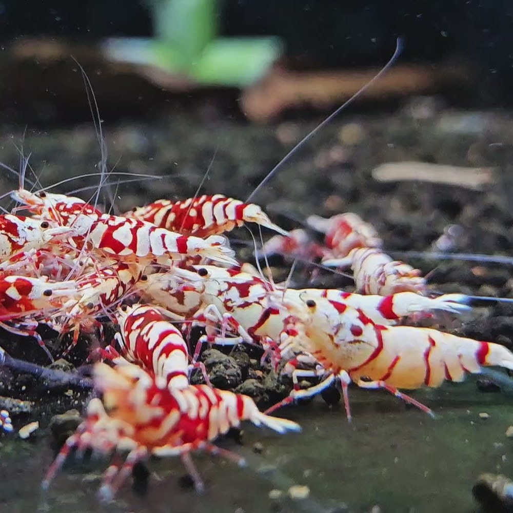 Red Fancy Tiger (High Grade)