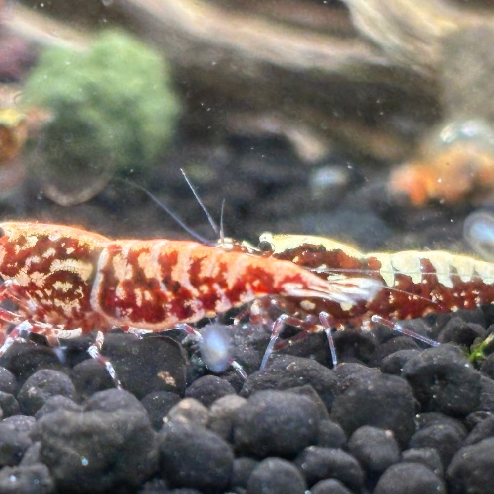 Red Galaxy Fishbone (Common)