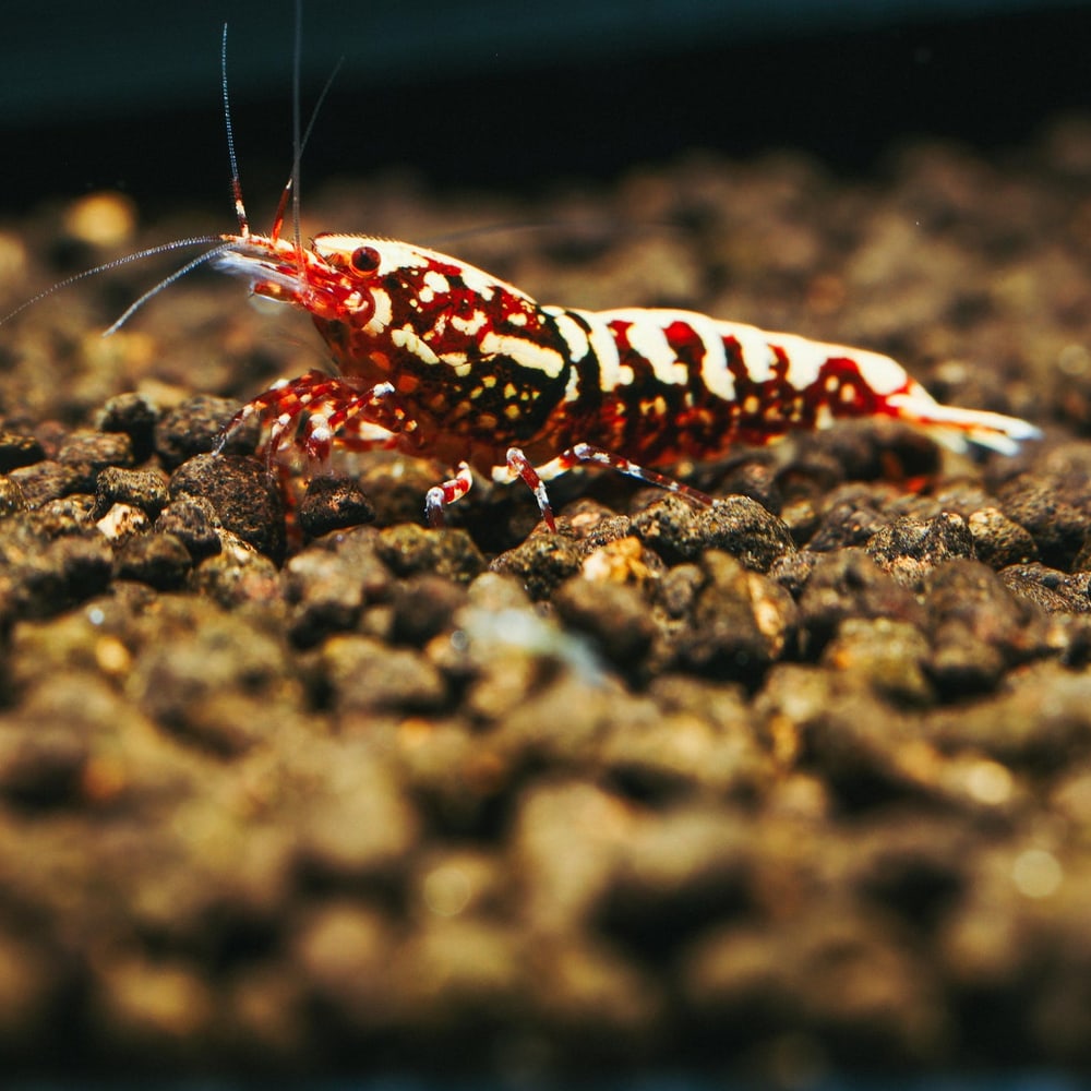 Red Galaxy Fishbone Snowflake (High Grade)