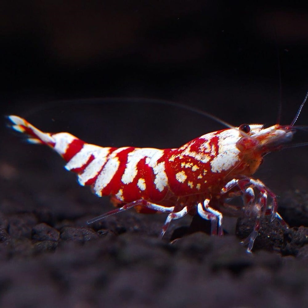 Red Galaxy Tiger (Common)