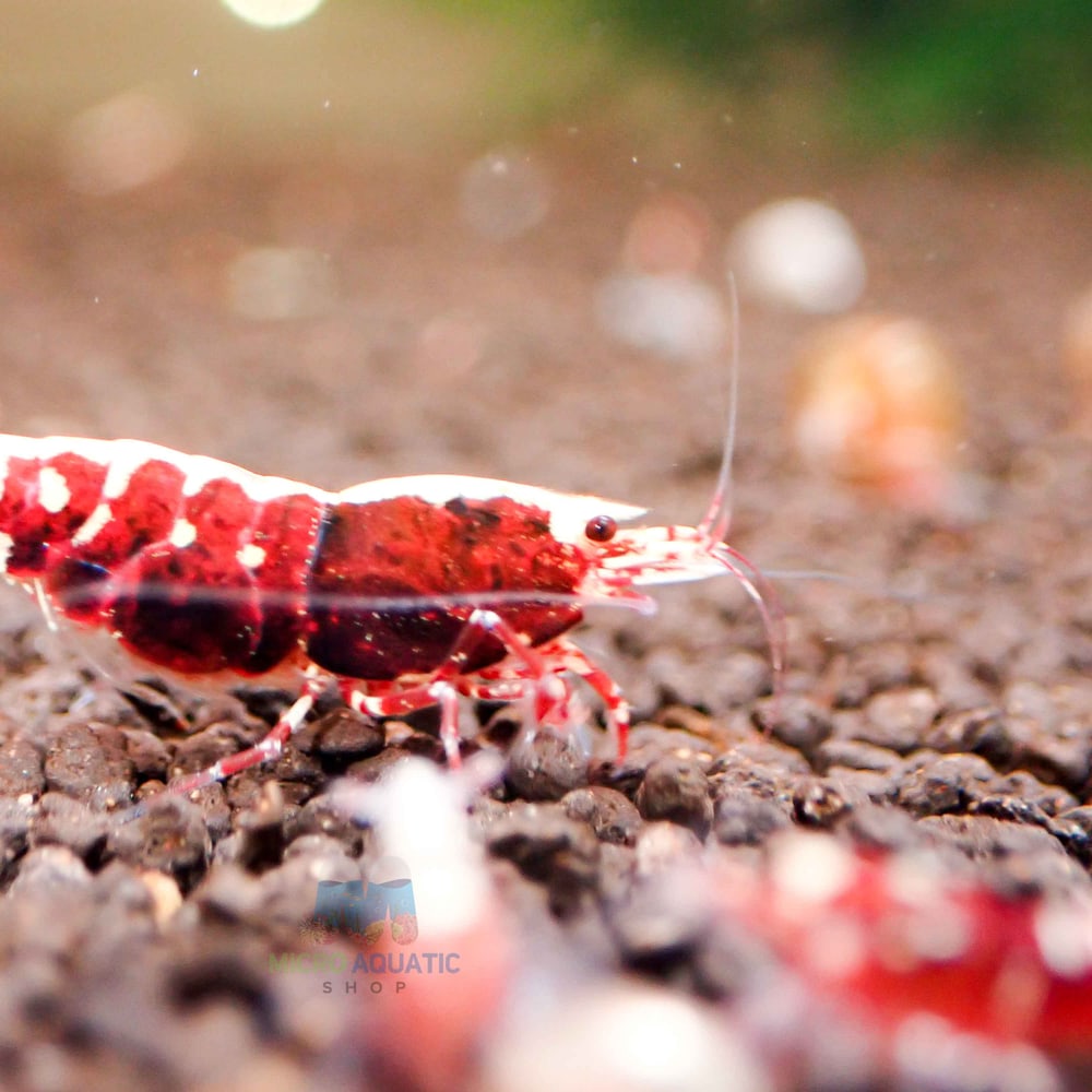 Red Galaxy Tiger (High Grade)