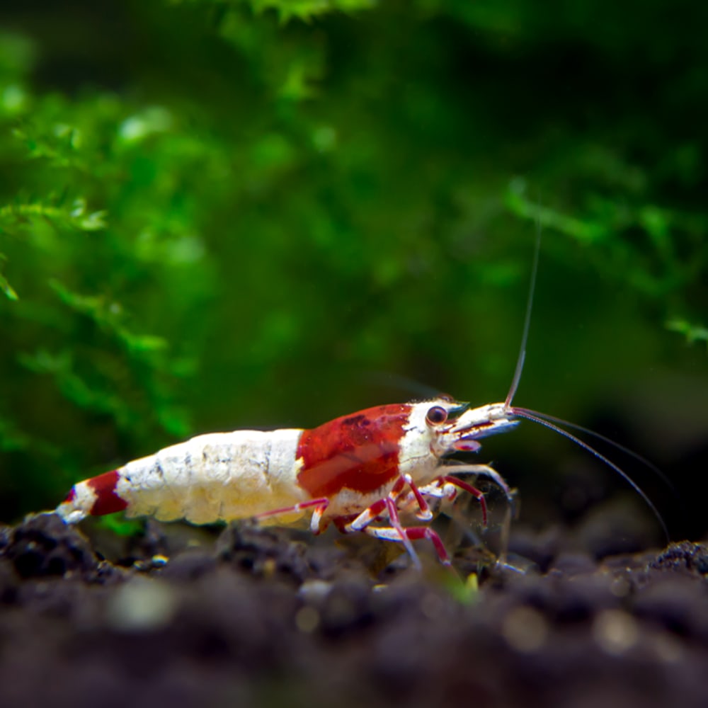 Red Mosura