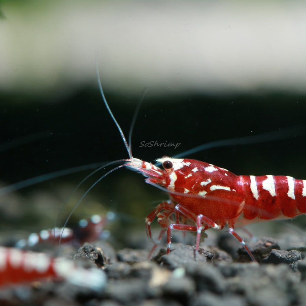 Red Pinto