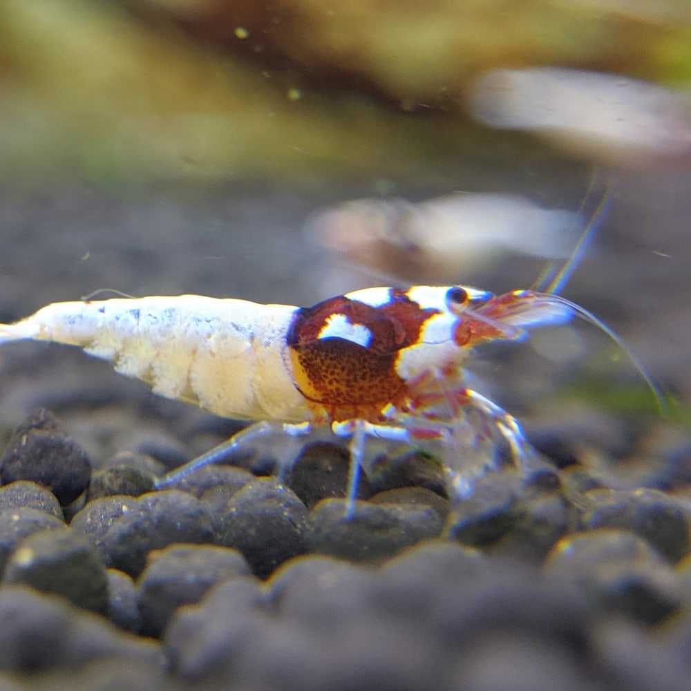 Red Spotted Head Pinto