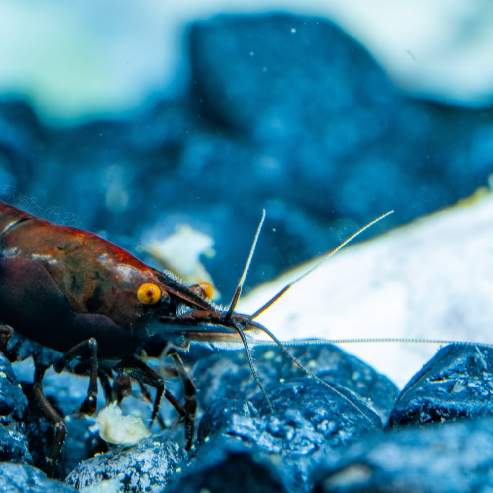 Rusty Red (Orange Eye)
