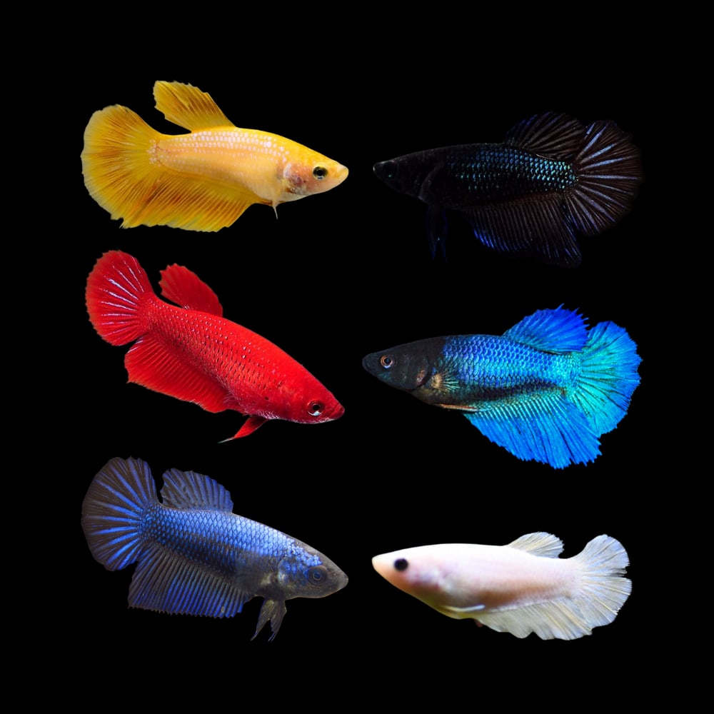Solid Color (Red, Yellow, White)