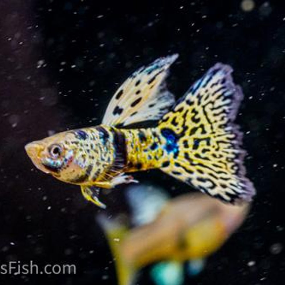 Tiger King Cobra SPS