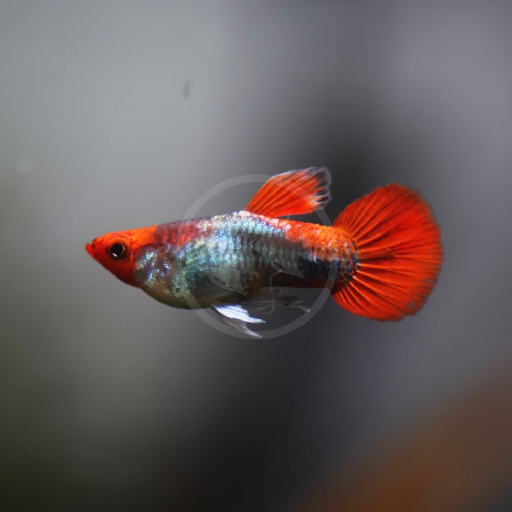 Wild Koi Short