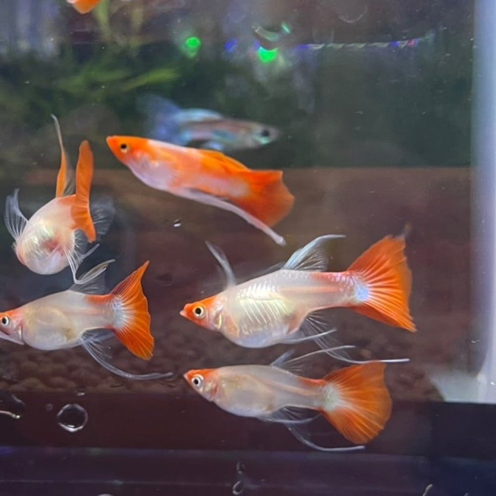 Wild Koi Short Ribbon
