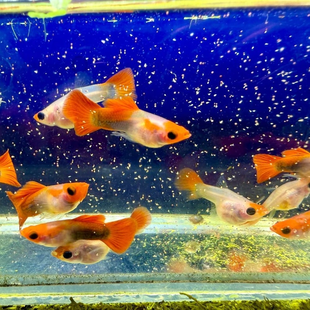 Wild Koi Short See Through Normal