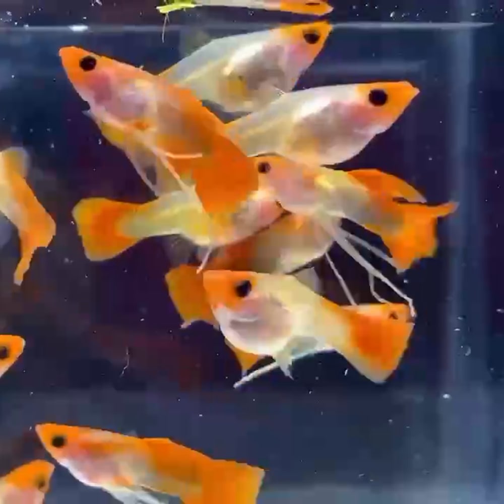 Wild Koi Short See Through Ribbon