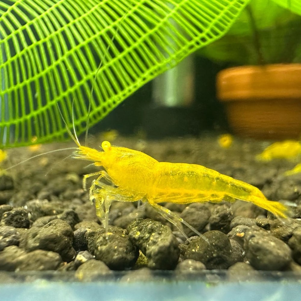 Yellow Devil (Orange Eye, Culls)