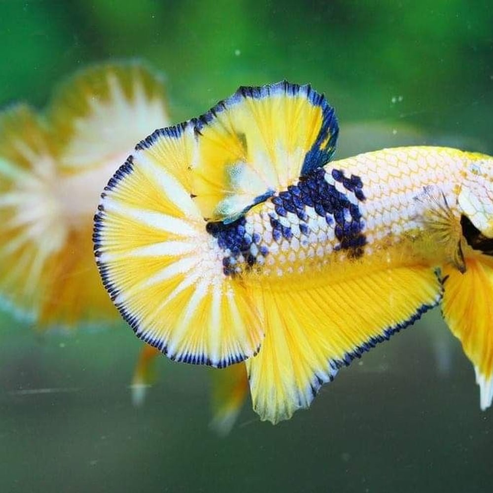 Yellow Fancy Betta