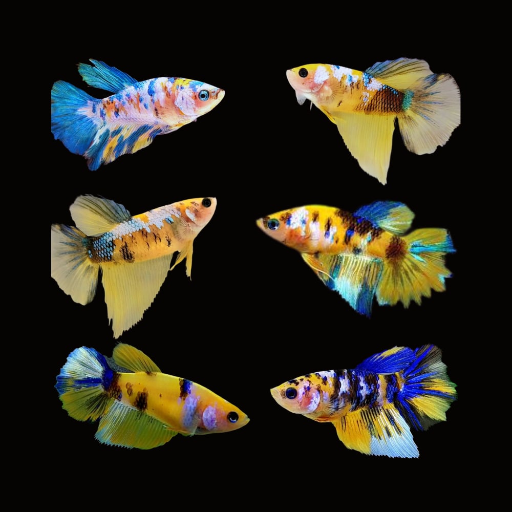 Yellow Koi Betta